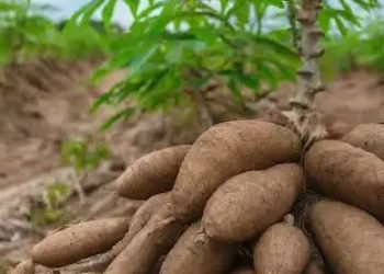 cassava